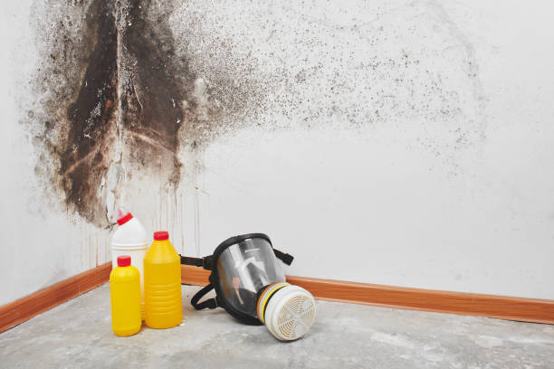 Best Toxic Mold Removal  in Spokane, WA