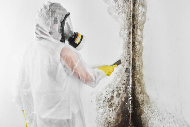 Home Mold Removal in Spokane, WA