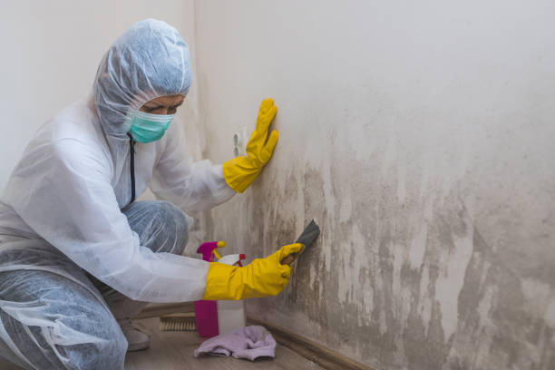 Office Mold Removal Services in Spokane, WA