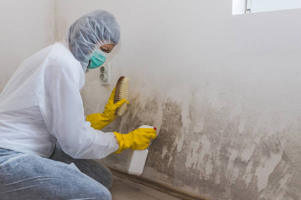 Best Mold Damage Repair  in Spokane, WA