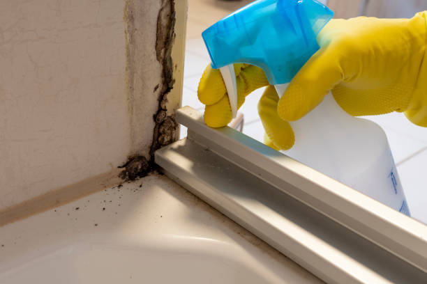 Mold Testing and Removal in Spokane, WA