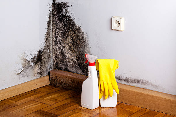 Professional Mold Removal in Spokane, WA